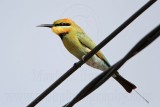_MG_8402 Rainbow Bee-eater.jpg