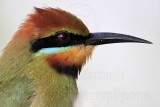 _MG_9256 Rainbow Bee-eater.jpg