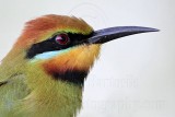 _MG_9272crop Rainbow Bee-eater.jpg
