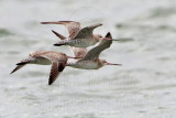 Bar-tailed Godwit - Limosa lapponica NT