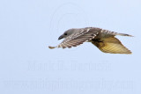 _MG_9066 Great Bowerbird.jpg