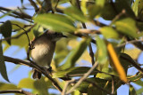 _MG_9636 Rufous-banded Honeyeater.jpg