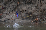 _MG_8871 Azure Kingfisher.jpg