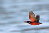 _MG_9036 Azure Kingfisher.jpg