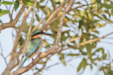 _MG_8501 Sacred Kingfisher.jpg
