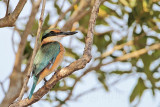 _MG_8528 Sacred Kingfisher.jpg
