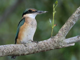 _MG_9894 Sacred Kingfisher.jpg