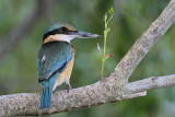 _MG_9942 Sacred Kingfisher.jpg