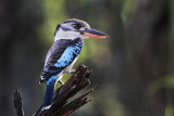 Blue-winged Kookaburra - Dacelo leachii - NT