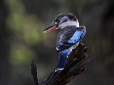 _MG_2772 Blue-winged Kookaburra.jpg