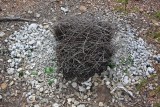 _MG_1694 Great Bowerbird - bower..jpg