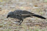 _MG_0522 Apostlebird.jpg