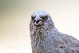 _MG_0591 Apostlebird.jpg