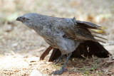 _MG_0637 Apostlebird.jpg