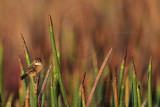 _MG_7624 Golden-headed Cisticola.jpg