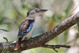 _MG_4775 Blue-winged Kookaburra.jpg
