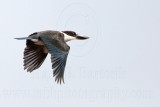 Collared Kingfisher - Todiramphus chloris - NT