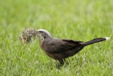 _MG_8169 Grey-crowned Babbler.jpg