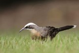 _MG_8318 Grey-crowned Babbler.jpg