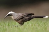 _MG_8324 Grey-crowned Babbler.jpg