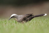 _MG_8325 Grey-crowned Babbler.jpg