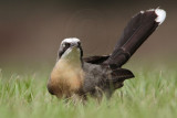 _MG_8332 Grey-crowned Babbler.jpg