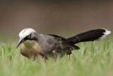_MG_8336 Grey-crowned Babbler.jpg