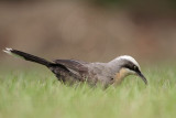 _MG_8347 Grey-crowned Babbler.jpg