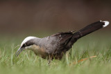 _MG_8374 Grey-crowned Babbler.jpg