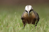 _MG_8395 Grey-crowned Babbler.jpg