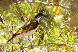 _MG_0663 Blue-faced Honeyeater.jpg