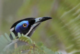 _MG_0749 Blue-faced Honeyeater.jpg