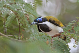 _MG_0757 Blue-faced Honeyeater.jpg