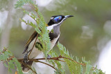 _MG_0781 Blue-faced Honeyeater.jpg