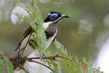 _MG_0783 Blue-faced Honeyeater.jpg