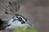 Indian Peafowl - Pavo cristatus - NT