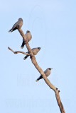 _MG_1478 Black-faced Woodswallow.jpg
