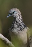 _MG_2050 Peaceful Dove.jpg