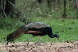_MG_7879 Indian Peafowl.jpg