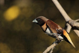 _MG_1140 Chestnut-breasted Mannikin.jpg