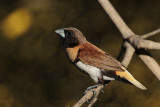 _MG_1144 Chestnut-breasted Mannikin.jpg