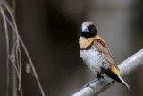 _MG_9202 Chestnut-breasted Mannikin.jpg