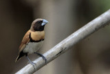 _MG_9218 Chestnut-breasted Mannikin.jpg