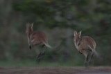 Wallaby - before dawn - Top End, Northern Territory, Australia