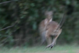 _MG_2065 Wallaby.jpg