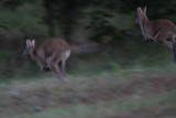 _MG_2120 Wallaby.jpg