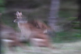 _MG_2124 Wallaby.jpg