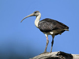 _MG_4601 Straw-necked Ibis.jpg