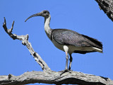 _MG_4662 Straw-necked Ibis.jpg