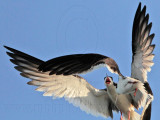 _MG_3184 Black Skimmer.jpg